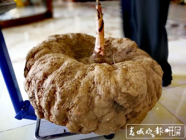 日前,在云南省富源县全国有名的魔芋镇——富村镇富村挖出了一个巨型