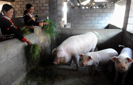 下面給大家推薦一個豬飼料自制配方,供大家參考.