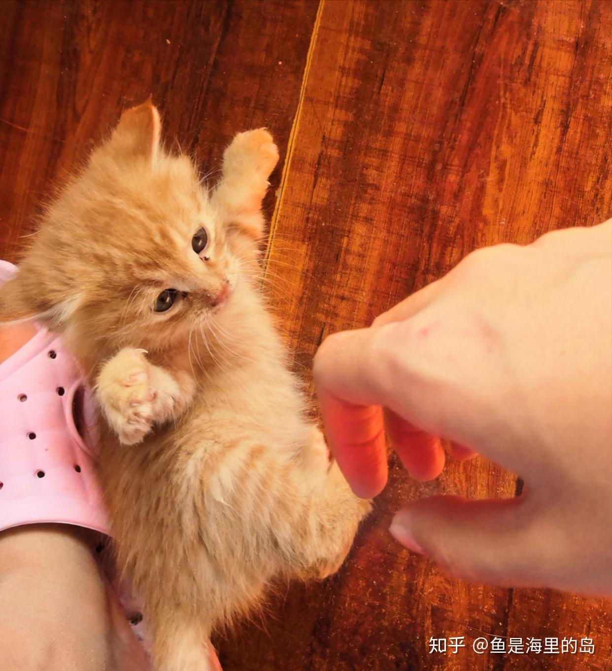 养猫的人都会和猫猫一起睡吗?