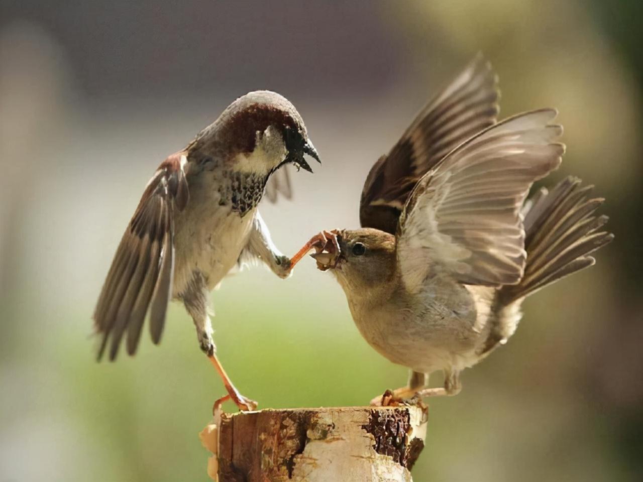 麻雀是益鸟还是害鸟(麻雀是益鸟还是害鸟图片)我国本地麻雀去哪了  第