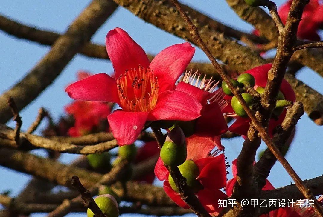 分享|南方常见园林植物合集 - 知乎