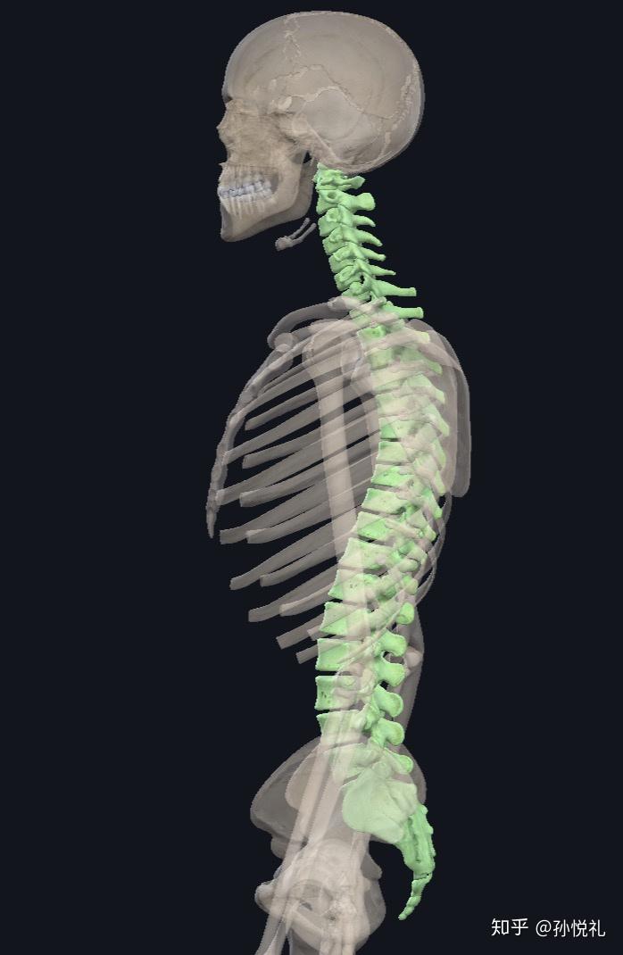 如何纠正含胸驼背头前伸
