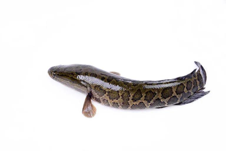 02 黑鱼——少的性价比款