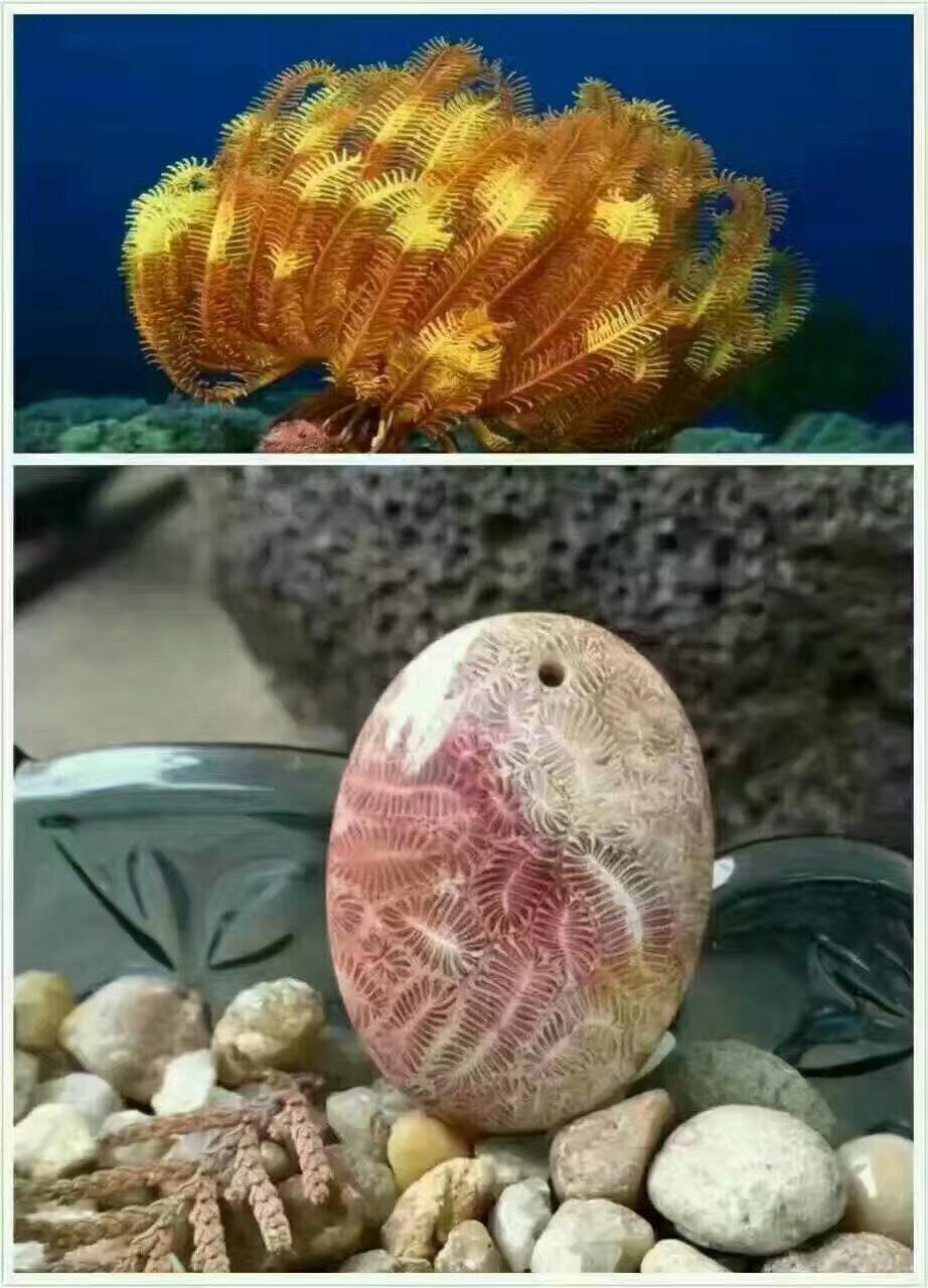 珊瑚与珊瑚玉对比图欣赏