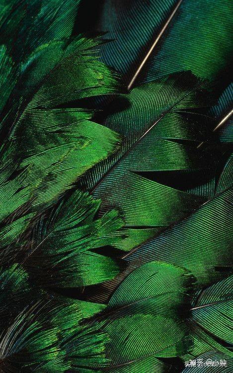 色系图绿色系第四篇共八篇