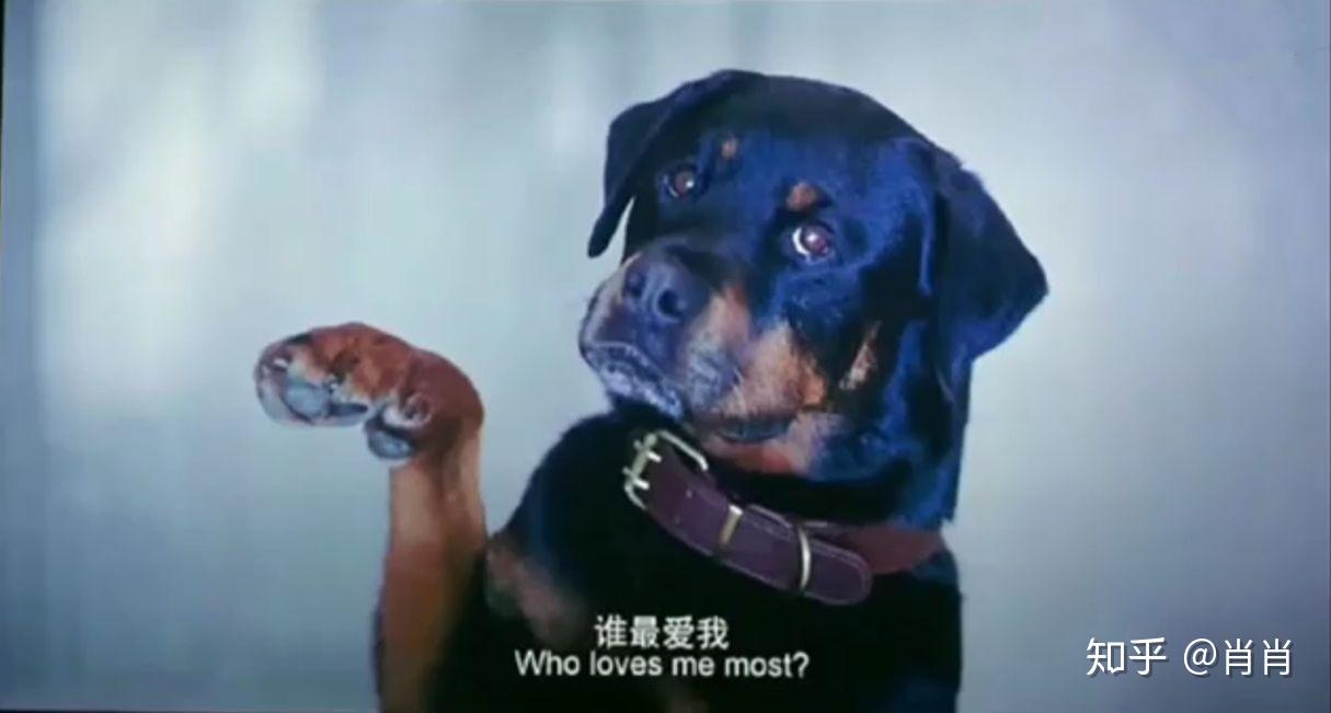 宠爱还记得上一次被保护的时候吗