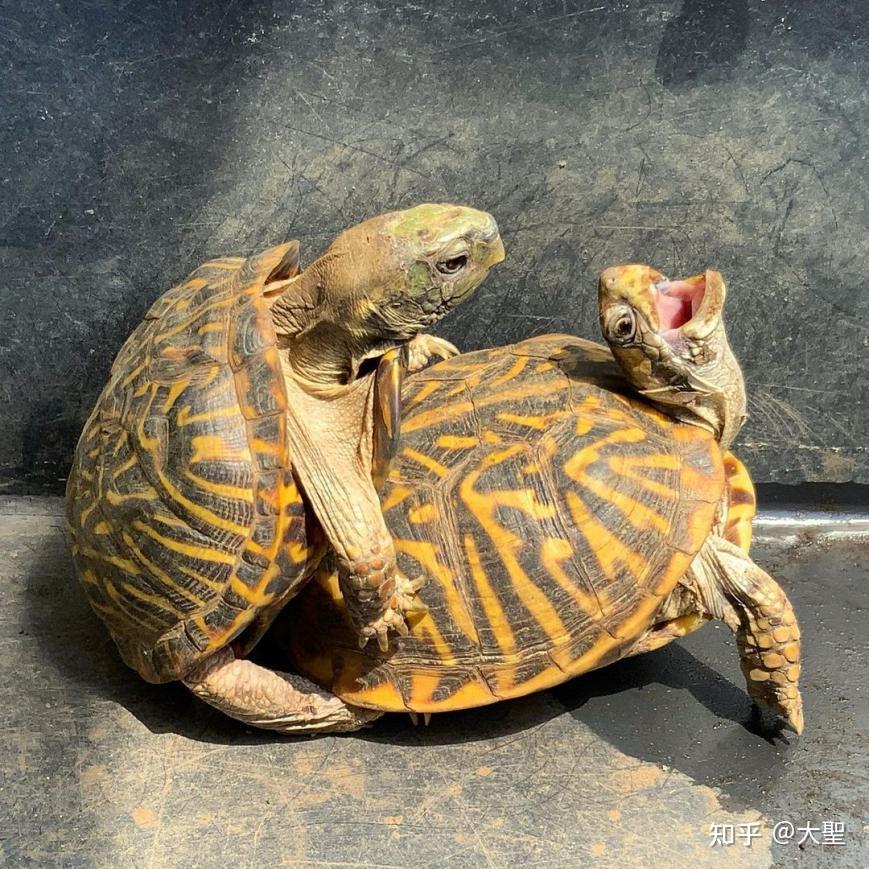 锦箱龟的公龟需要8-9年达到性成熟,母龟需要10-1