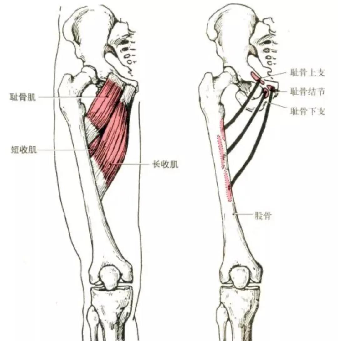 健身需要懂點解剖學二下肢肌肉解剖及功能講解