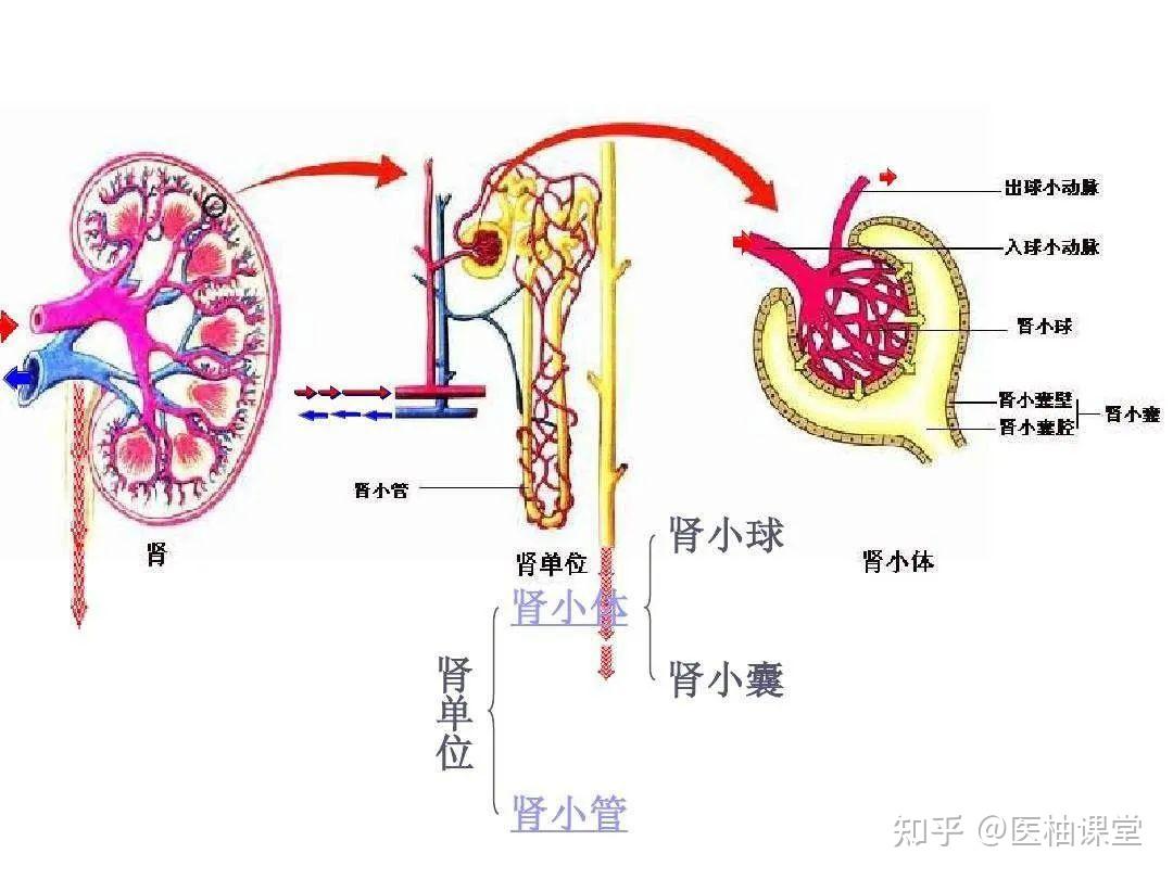 图2-3-24 肾单位和肾血管示意图-基础医学-医学