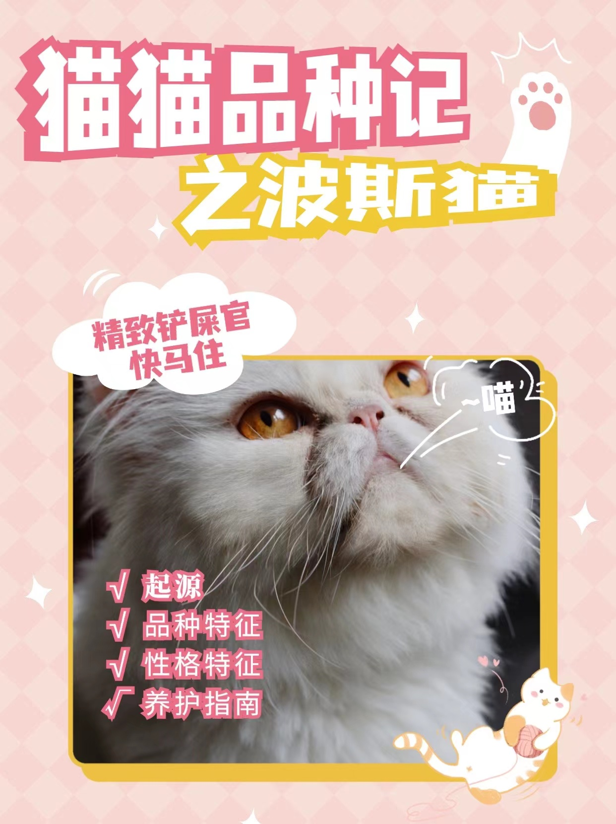 猫咪品种科普,猫咪品种记—波斯猫