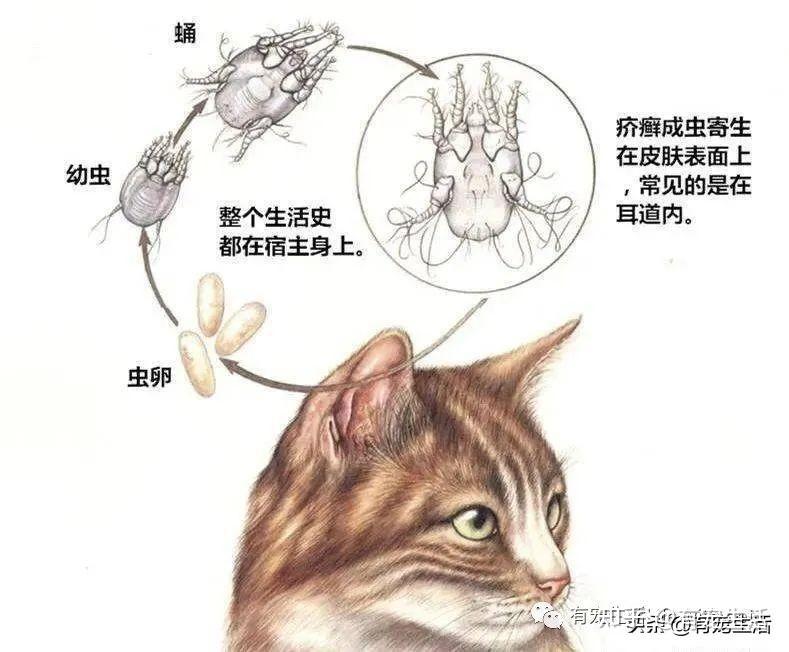 猫咪狗狗耳螨病怎么防?怎么治? - 知乎