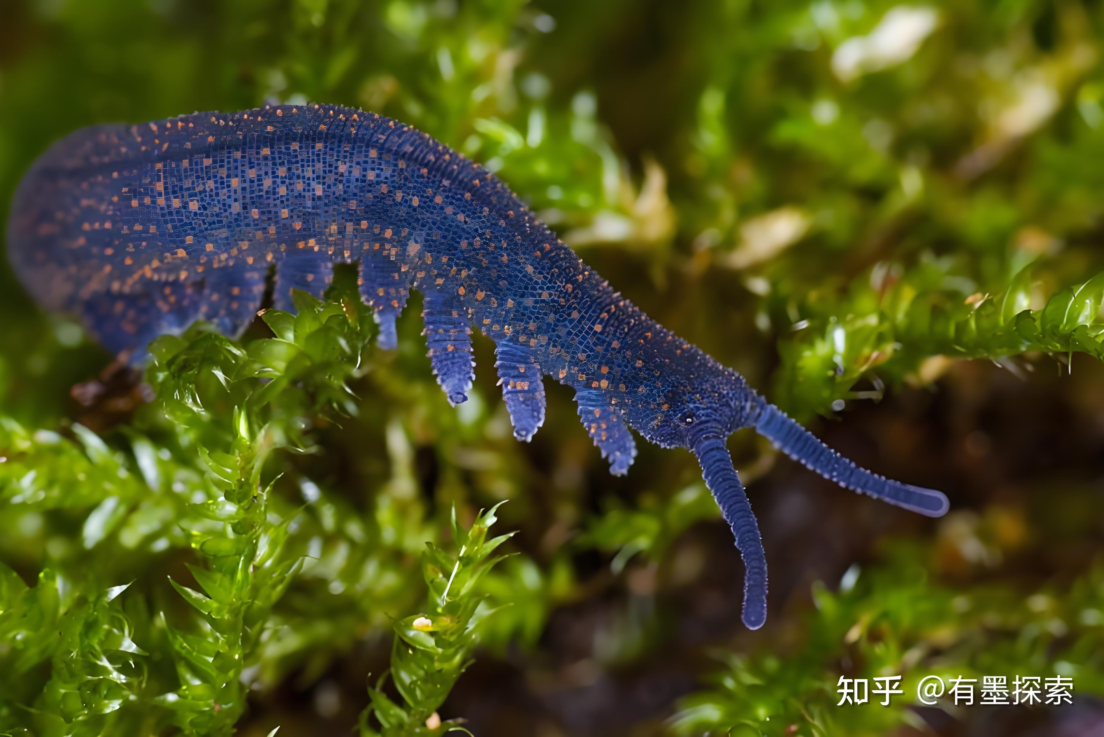 栉蚕：天鹅绒虫如何用黏液捕捉猎物？ - 知乎