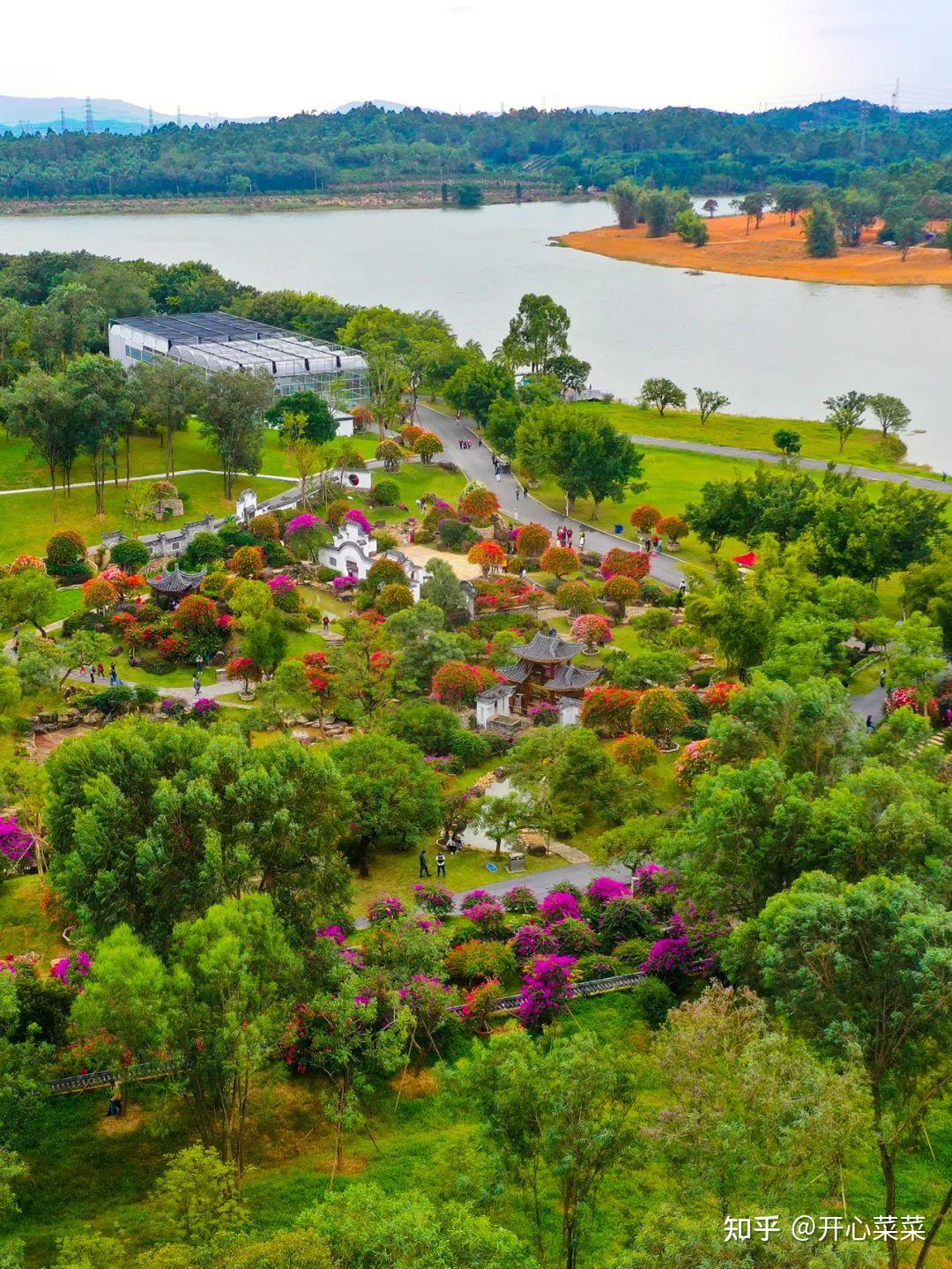 花都这片三角梅火了我敢肯定即使你是广州人也不一定见过