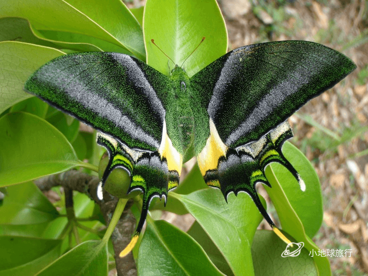 作为一种组织结构简单,生命周期极端的生物,对于普通人来说昆虫一直都