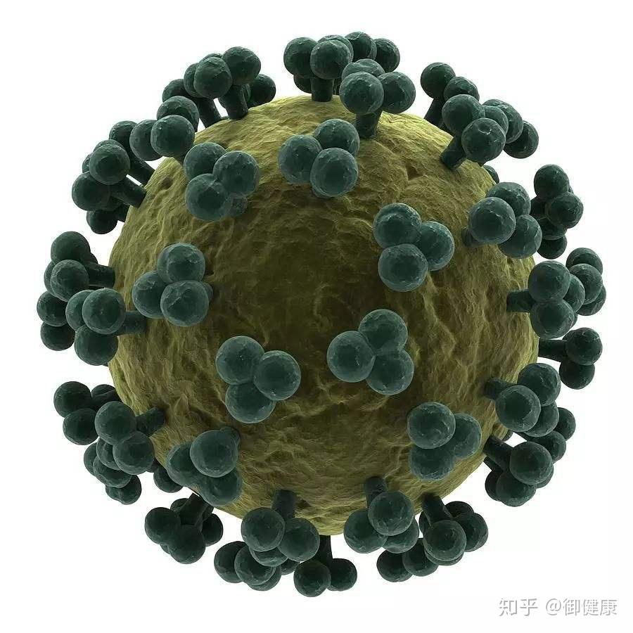 乙肝病毒(bsl-2)