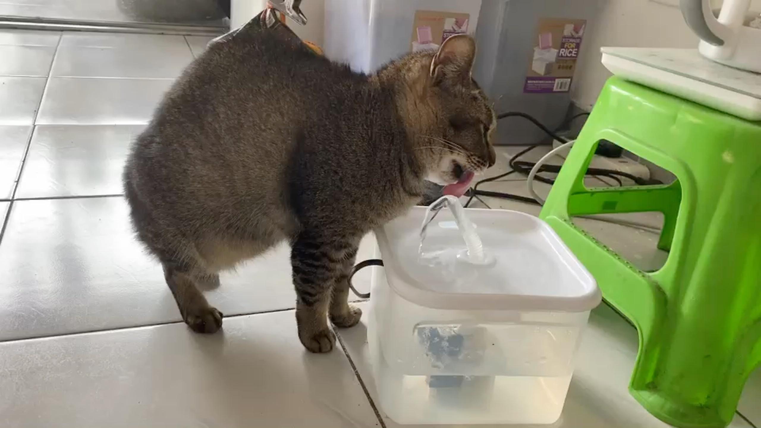 每天守在天桥边等待投食的小橘猫