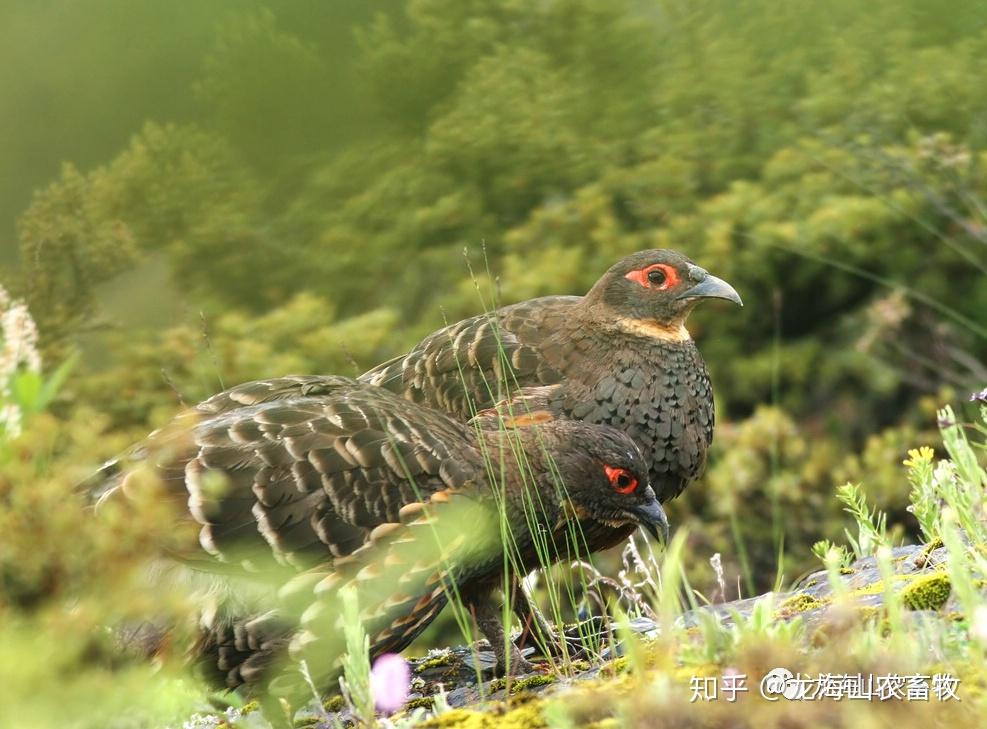 俗名山雞,新竹雞.白額山鷓鴣:體長約30釐米,體重253-320克.