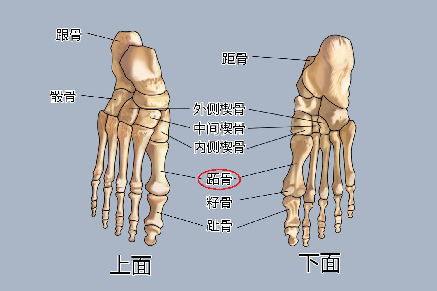 脚趾关节 结构图图片