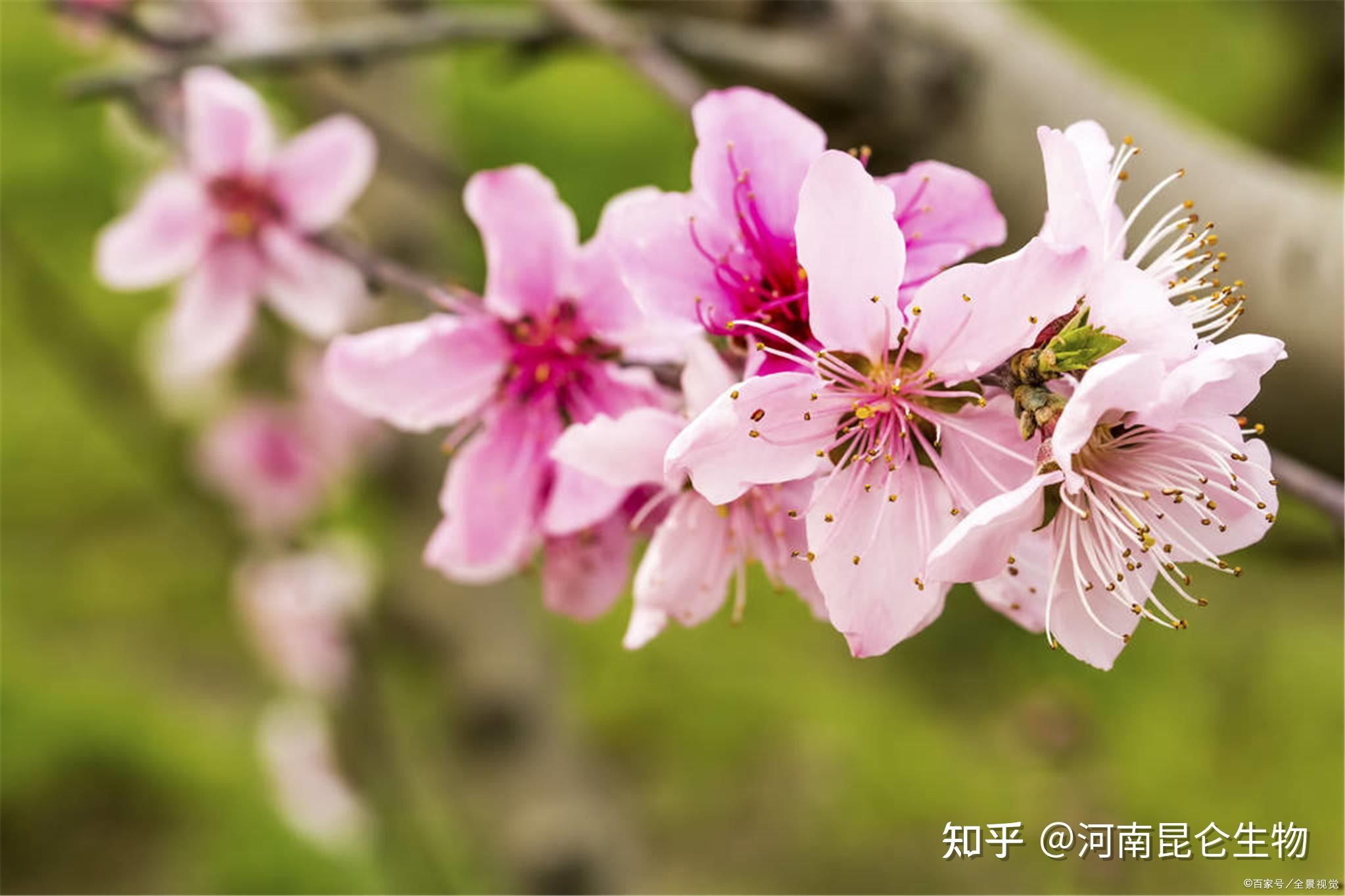 桃树膨大期上什么肥料产量高桃树追肥用什么肥料好