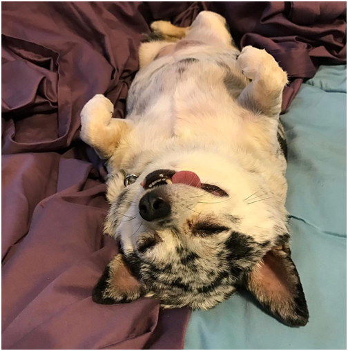 被前主人抛离的超重汪减肥后成了名副其实的励志汪