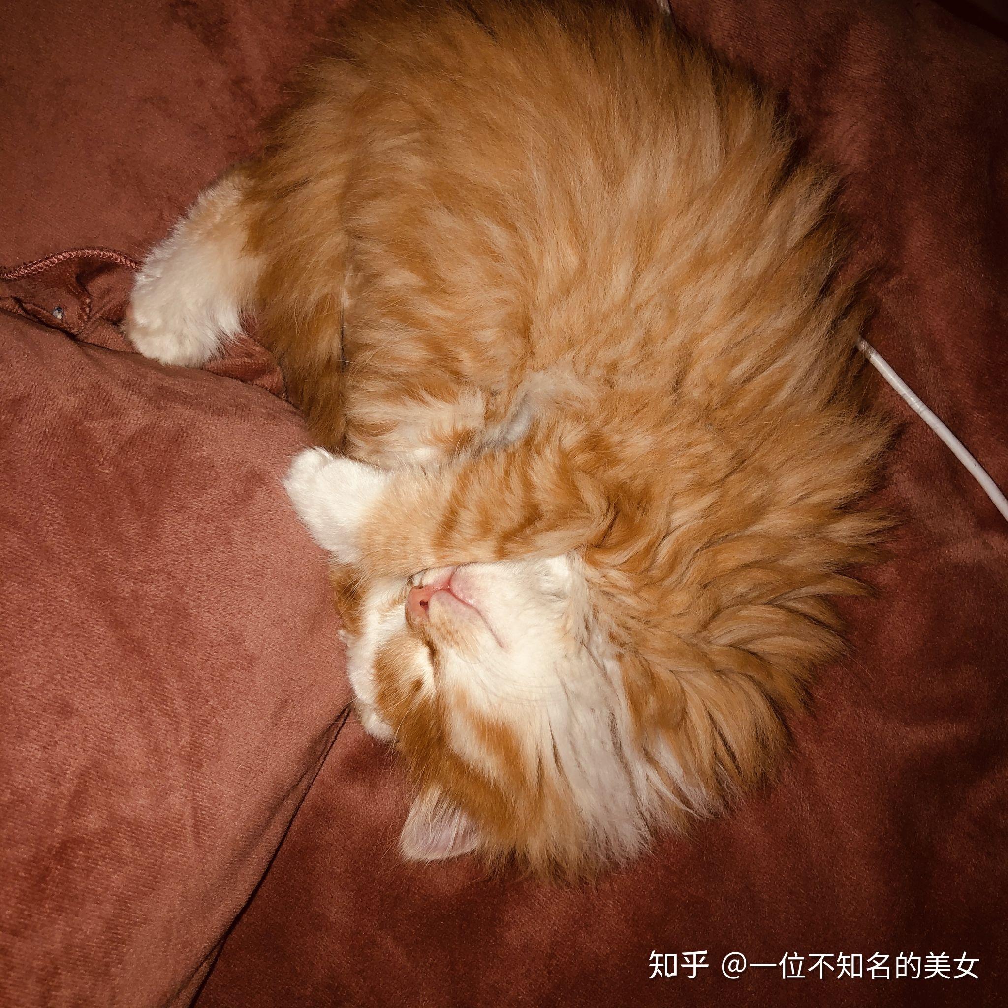 自家加菲和田园生的串串猫卖200一只贵吗还送猫奶粉奶糕猫碗