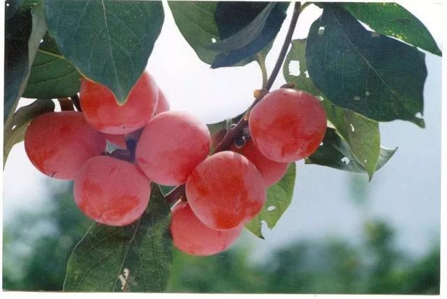 临潼穆寨杨树湾