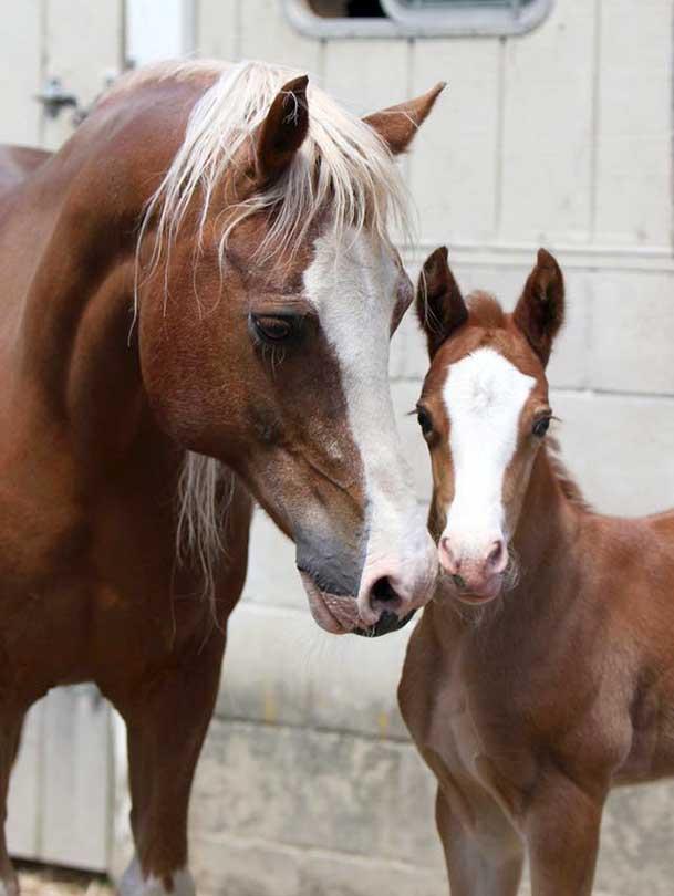 世界各地的马儿威尔士柯柏小型马