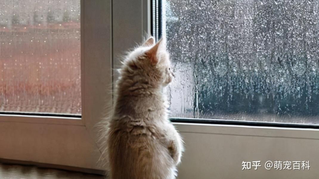 一只猫真正的孤独就会有这几个表现