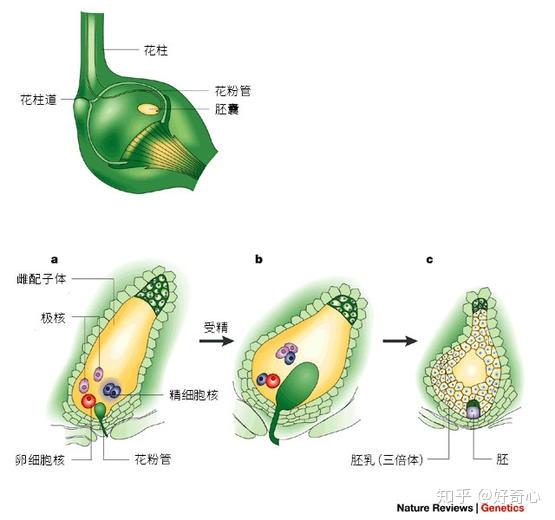 精子送得准,全靠它来带 - 知乎