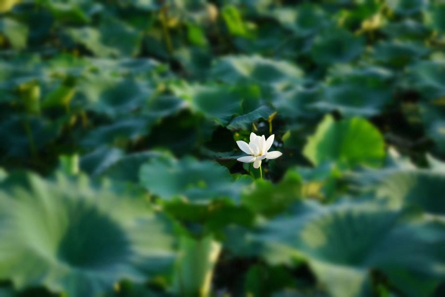 淮安大吉祥寺是什么样的寺庙 知乎