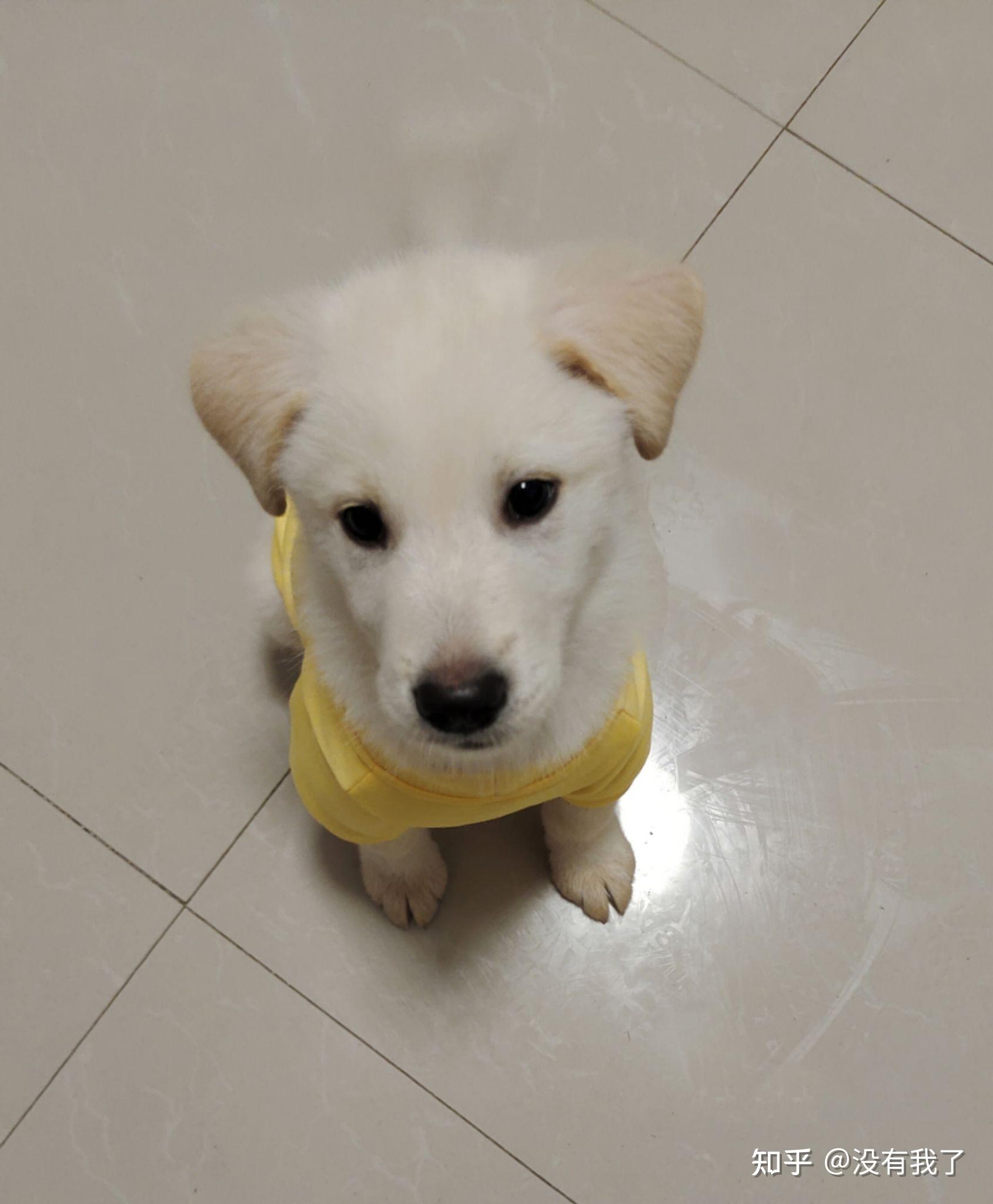 怎么分辨拉布拉多还是土狗?能看出和什么窜的吗? - 知乎