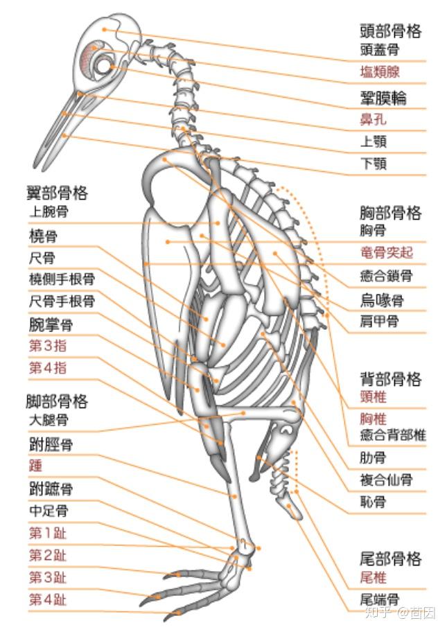 這個蠢萌蠢萌的東西?跟骨骼不太一樣啊喂!河馬!河馬!你怎麼了?