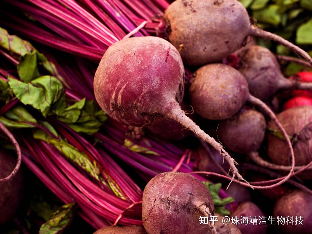 甜菜摄影图__蔬菜_生物世界_摄影图库_昵图网nipic.com