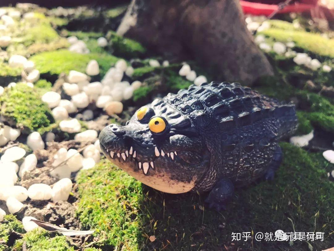 这只鳄鱼胖成这样居然叫"鳄瘦了"?脸呢! - 知乎