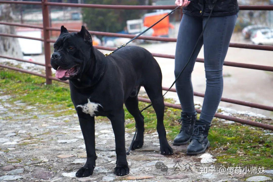 护卫犬排行榜前十名:守护家庭安全的忠诚卫士