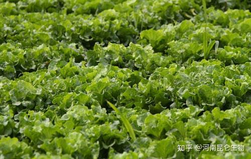 生菜根腐枯萎病的原因葉枯葉黴病用藥生菜重茬根腐的防治