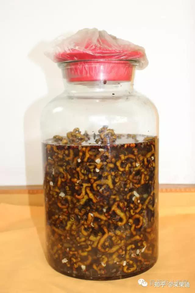 万万没想到云南农村常见的这种野果效果竟然这么惊人