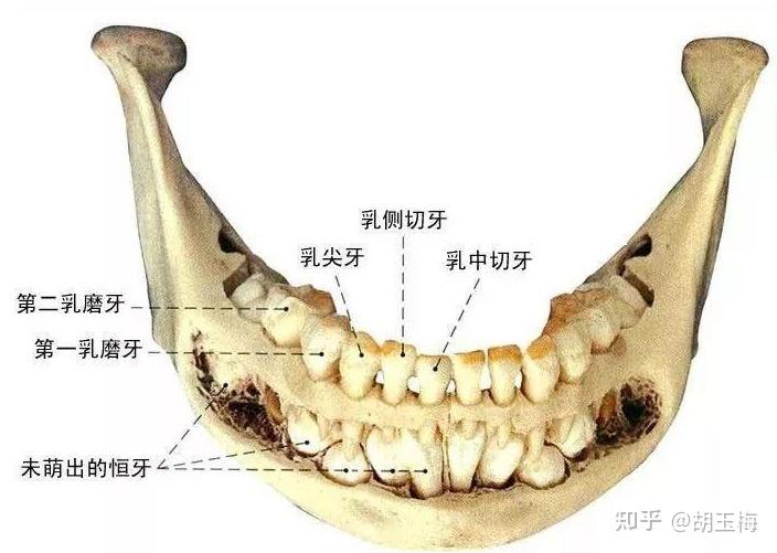 人类和其他哺乳动物一样,有两套牙齿.