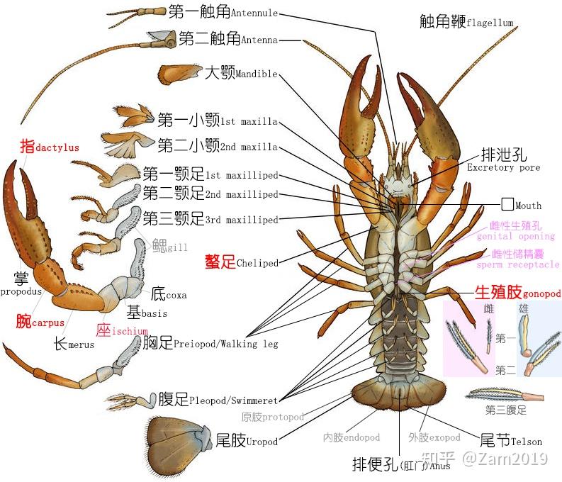 观赏虾种类大全图解图片