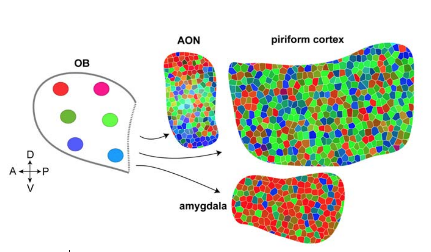 有关嗅觉系统皮层投射无空间规律特性历史和思考