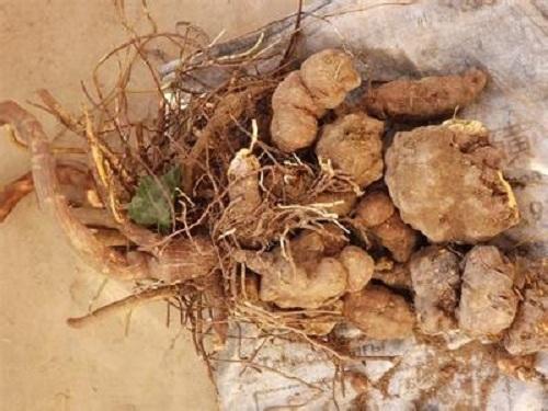 何首乌的功效与种植管理 - 知乎