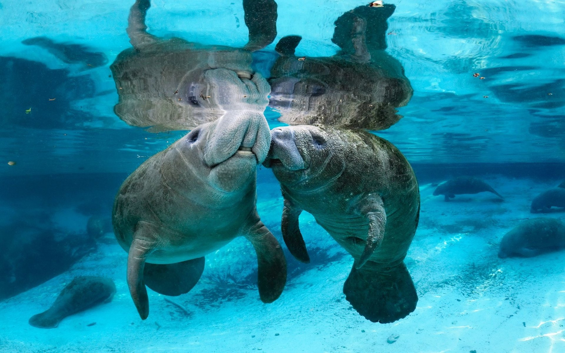 不过青岛海牛的图标,其实画的只是牛,并不是生物上的 manatee 海牛看