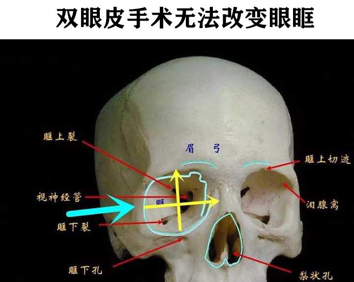 眶尖结构图片