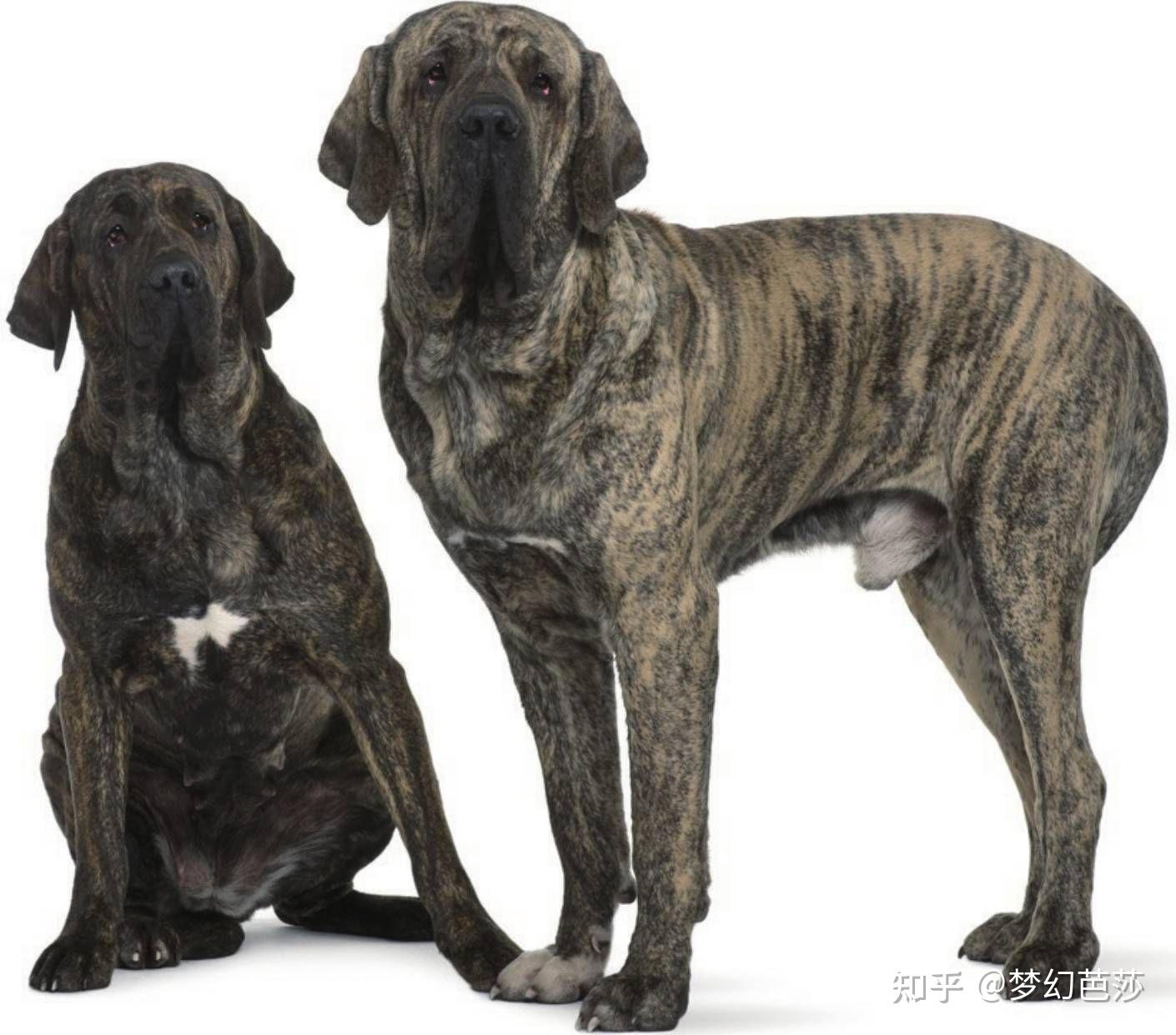 巴西獒犬体形大且有攻击性,是凶猛的品种 - 知乎