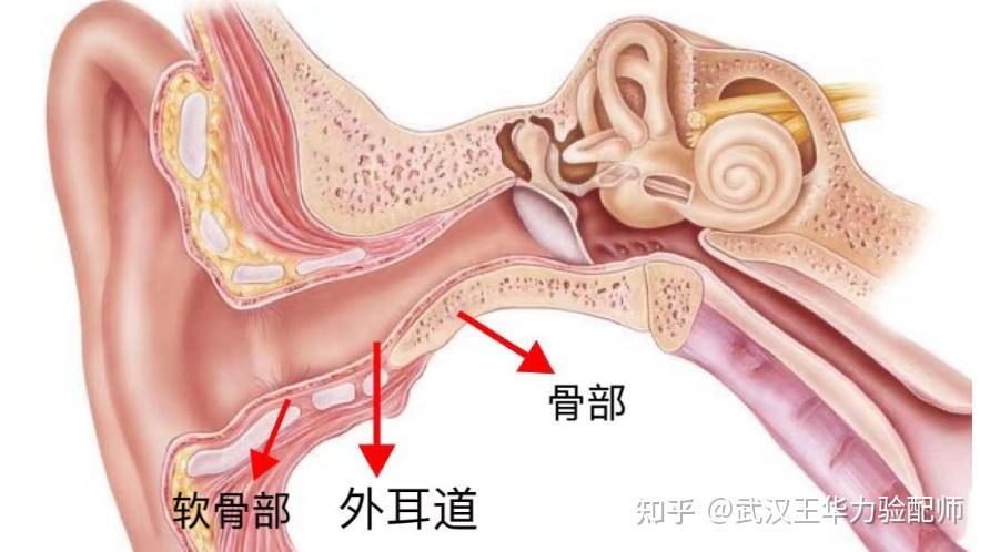 外耳道在哪个位置图片