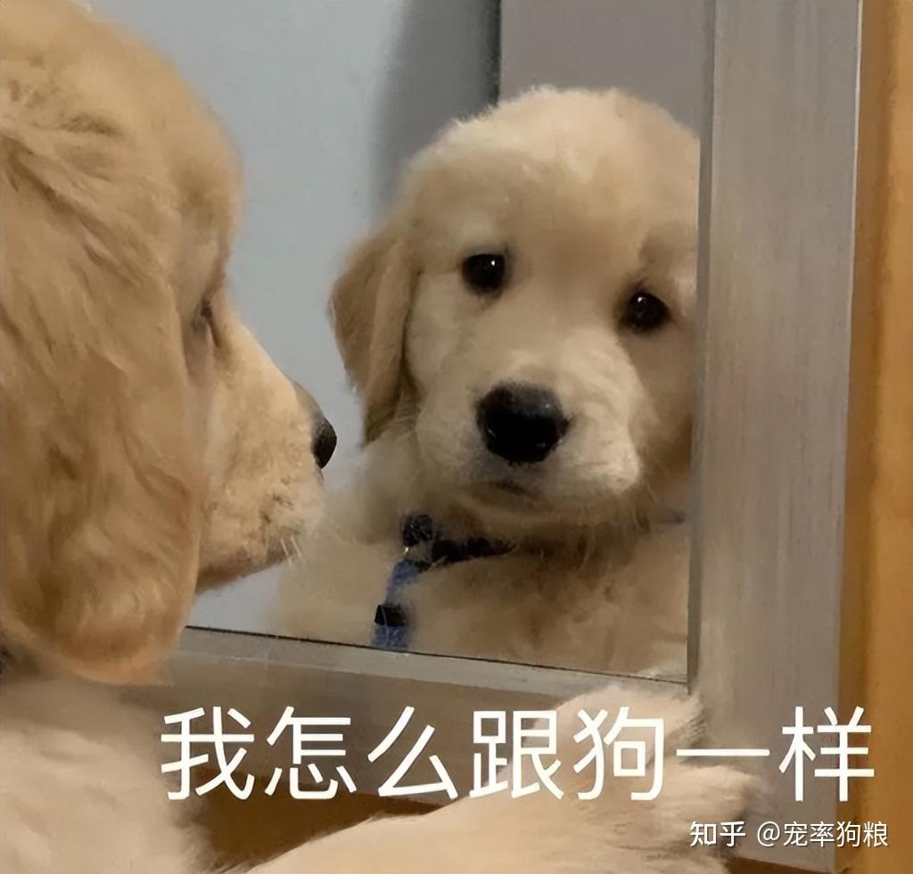 公认"最乖"的3种狗和"最闹腾"的3种狗,你家狗在吗? - 知乎
