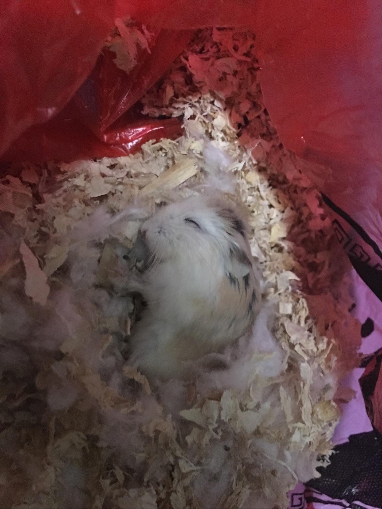 仓鼠猝死的原因?疯跑-睡觉姿势-死亡,这样的过程.