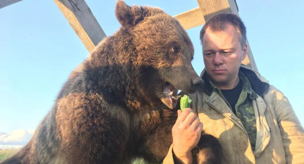 夫妻养大棕熊当宠物一起生活了20年每次出行都会带着它