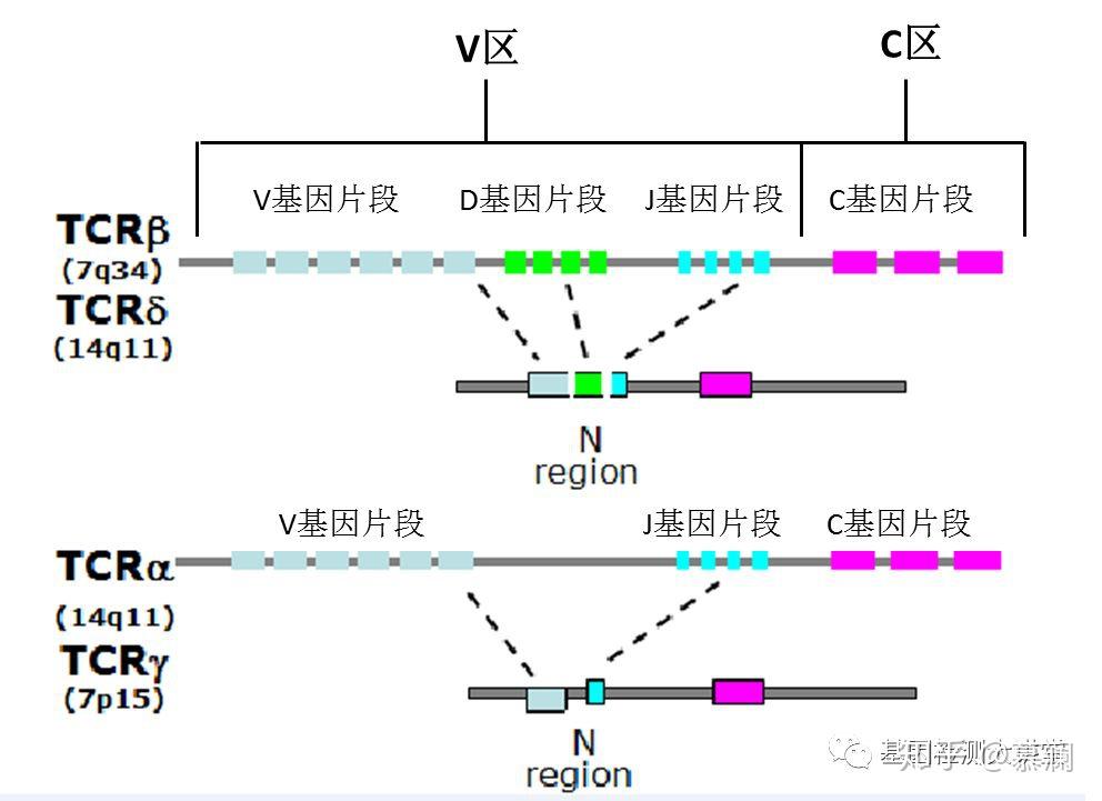 基因重排?聊一聊你不知道的那些事儿! - 知乎