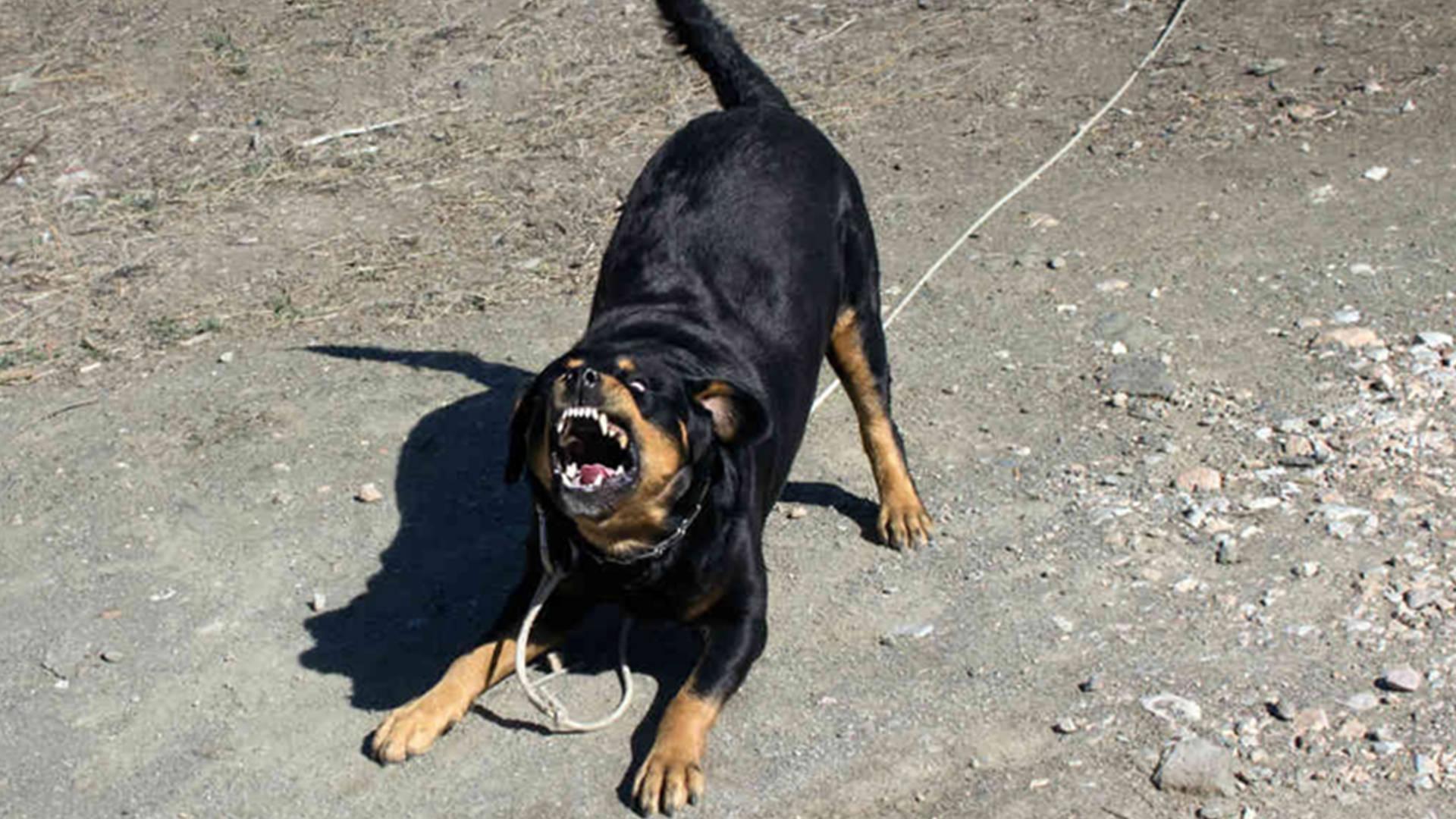 文明养犬人人有责石家庄给养狗人士立了好规矩